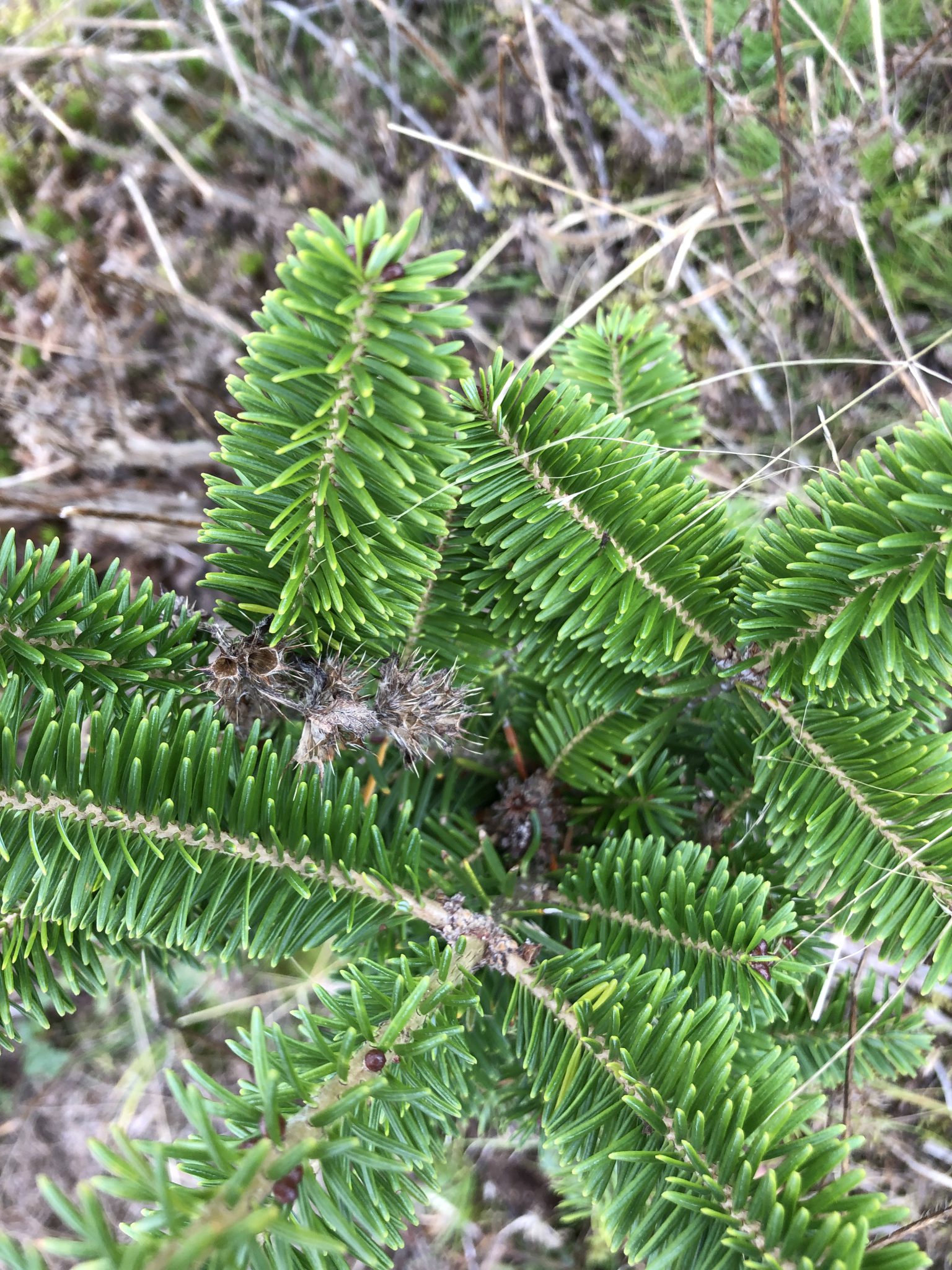 Herbicide & Pesticide Guide Updates Christmas Tree